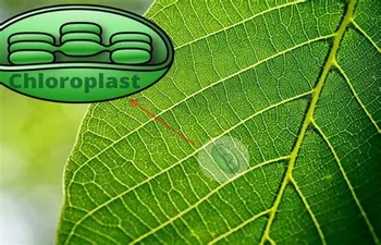 Chloroplast structure - the organelle that enables photosynthesis in plants
